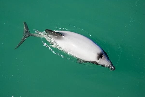 Hector's Dolphins - one of the smallest marine mammals - it is endangered due to fishing nets and boat propellors. Akaroa Harbour - South Island - New Zealand
