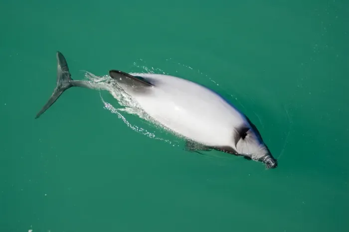 Framed Print : Hector's Dolphins - one of the smallest marine mammals - it is endangered due to fishing nets and boat propellors. Akaroa Harbour - South Island - New Zealand Framed Print : Hector's Dolphins - one of the smallest marine mammals - it is endangered due to fishing nets and boat propellors. Akaroa Harbour - South Island - New Zealand