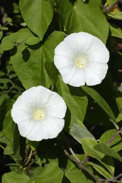 Framed Print : Hedge Bindweed- flowering in garden, Lower Saxony, Germany Framed Print : Hedge Bindweed- flowering in garden, Lower Saxony, Germany