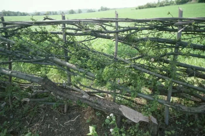 Framed Print : Hedge - newly laid Framed Print : Hedge - newly laid