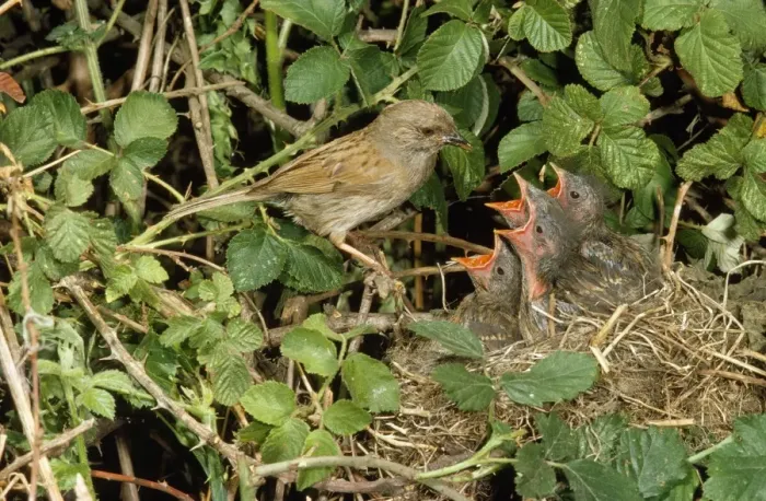 Framed Print : Hedge Sparrow / Dunnock - at nest with young Framed Print : Hedge Sparrow / Dunnock - at nest with young