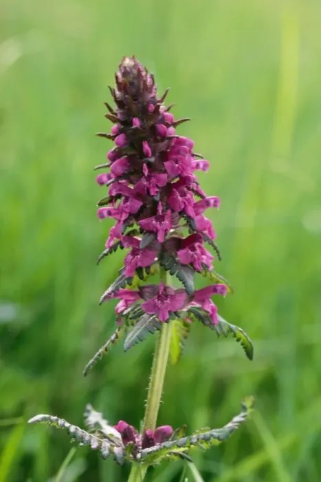 Framed Print : Hedge Woundwort Framed Print : Hedge Woundwort