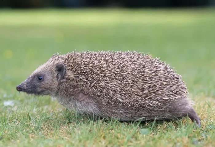 Framed Print : Hedgehog. JD-15872. Hedgehog - sideview. Erinaceus europaeus Framed Print : Hedgehog. JD-15872. Hedgehog - sideview. Erinaceus europaeus