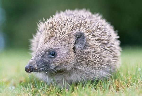 Hedgehog. JD-16356. HEDGEHOG. Erinaceus europaeus