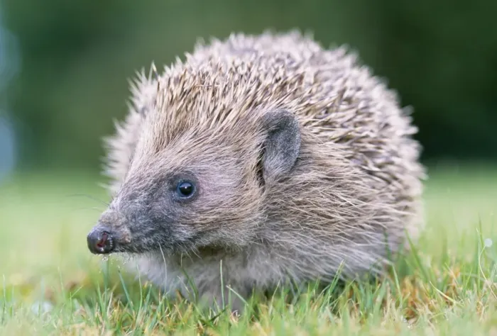 Framed Print : Hedgehog. JD-16356. HEDGEHOG. Erinaceus europaeus Framed Print : Hedgehog. JD-16356. HEDGEHOG. Erinaceus europaeus