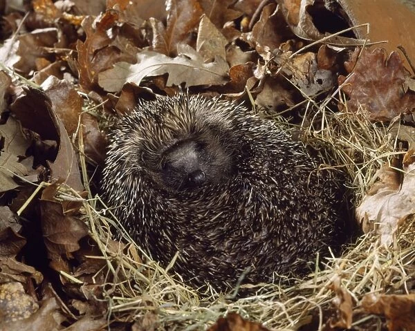 Hedgehog. JD-18527. HEDGEHOG. Erinaceus europaeus