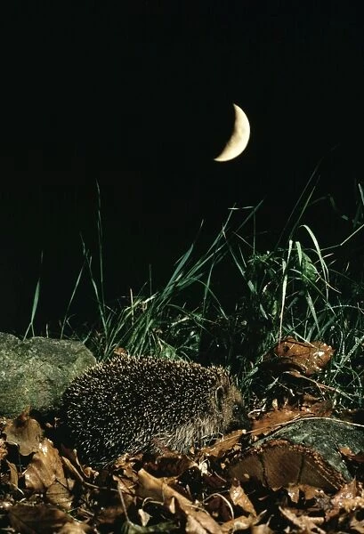Hedgehog. JD-727. HEDGEHOG - foraging at night, with quater moon
