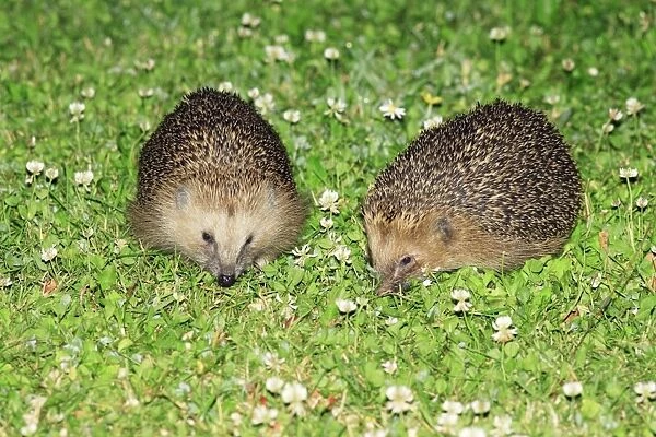 Hedgehog - 2 animals on garden lawn feeding, Lower Saxony, Germany