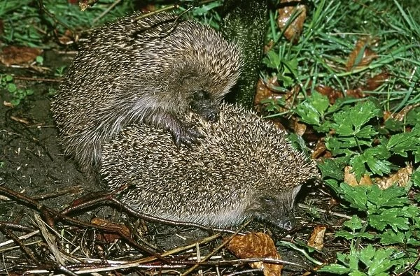 Hedgehog GET 51 Mating, UK. erinaceus europaeus © Geoff Trinder  /  ARDEA LONDON