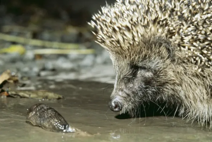 Framed Print : Hedgehog AEB 1535 With slug Erinaceus europaeus © Liz & Tony Bomford / ARDEA LONDON Framed Print : Hedgehog AEB 1535 With slug Erinaceus europaeus © Liz & Tony Bomford / ARDEA LONDON