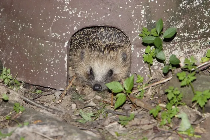Framed Print : Hedgehog - in artifical shelter, in garden, Lower Saxony, Germany Framed Print : Hedgehog - in artifical shelter, in garden, Lower Saxony, Germany
