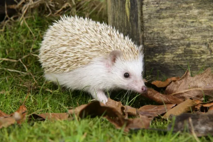 Framed Print : Hedgehog blonde Framed Print : Hedgehog blonde