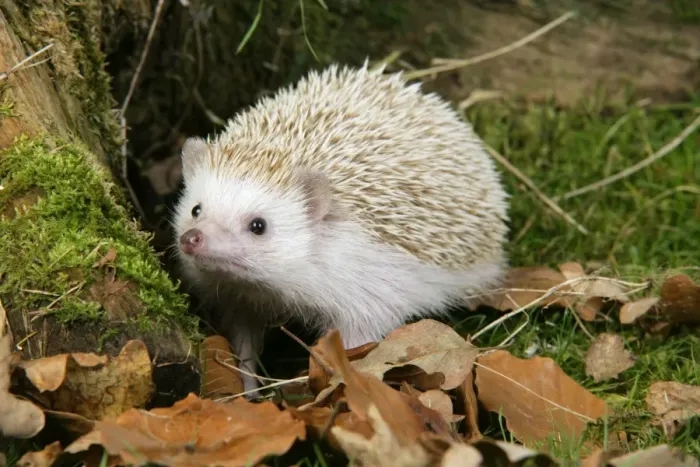 Framed Print : Hedgehog blonde Framed Print : Hedgehog blonde