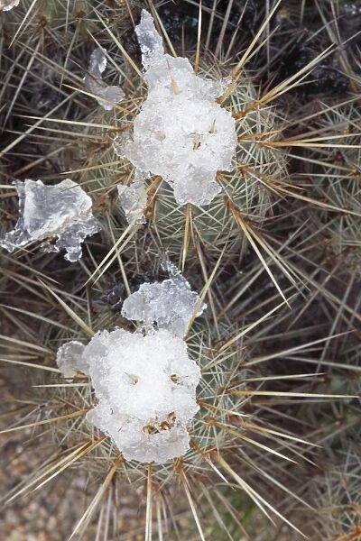 Hedgehog Cactus with snow after desert snow storm - Sonoran Desert - Arizona - USA