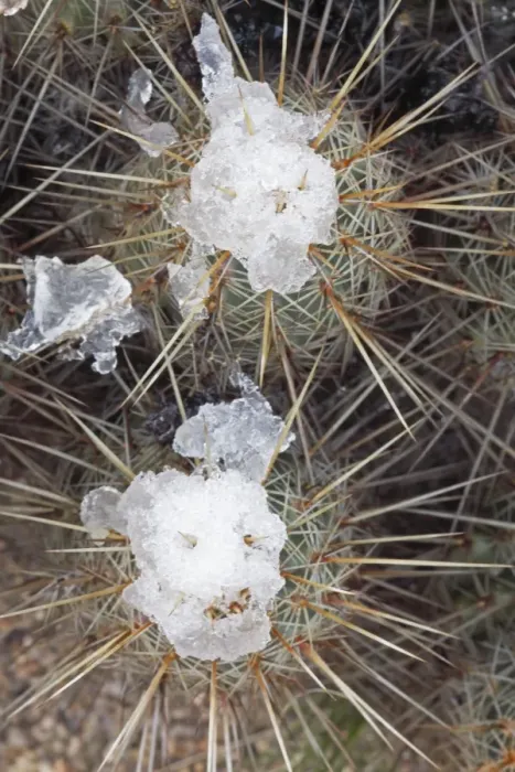 Framed Print : Hedgehog Cactus with snow after desert snow storm - Sonoran Desert - Arizona - USA Framed Print : Hedgehog Cactus with snow after desert snow storm - Sonoran Desert - Arizona - USA