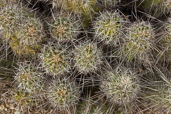 Hedgehog Cactus - Sonoran Desert - Arizona - USA