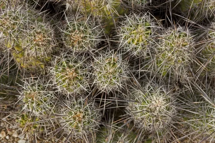 Framed Print : Hedgehog Cactus - Sonoran Desert - Arizona - USA Framed Print : Hedgehog Cactus - Sonoran Desert - Arizona - USA