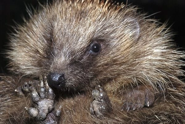 Hedgehog - close-up showing underside of feet. UK