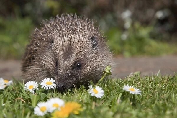 Hedgehog - Cornwall - UK