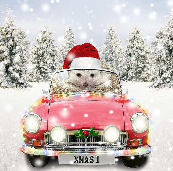 Hedgehog driving a sports car through Christmas winter scene