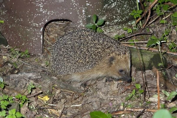 Hedgehog (Erinaceus europaeus) in front of artifical shelter, Lower Saxony, Germany
