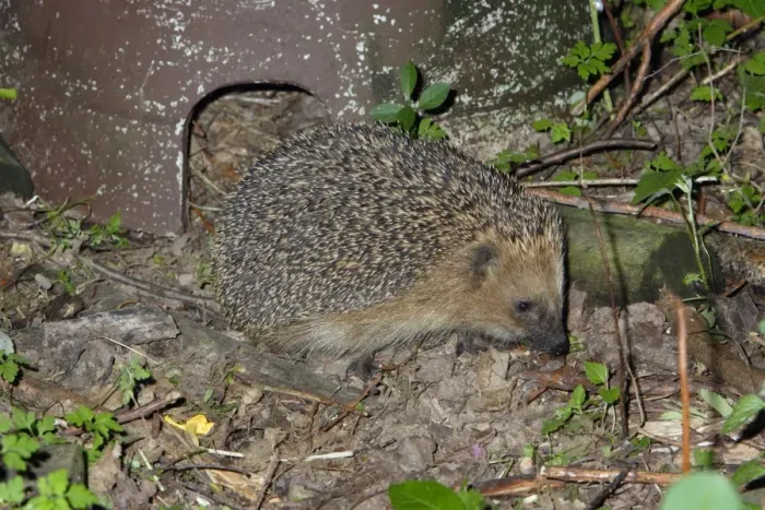 Framed Print : Hedgehog (Erinaceus europaeus) in front of artifical shelter, Lower Saxony, Germany Framed Print : Hedgehog (Erinaceus europaeus) in front of artifical shelter, Lower Saxony, Germany