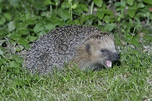 Hedgehog - feeding in garden at night, Lower Saxony, Germany