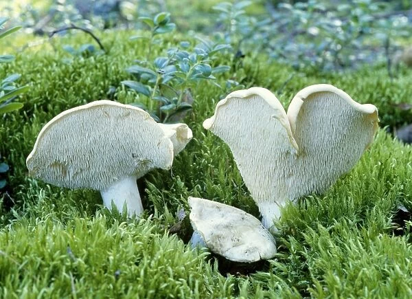 Hedgehog Fungi - edible