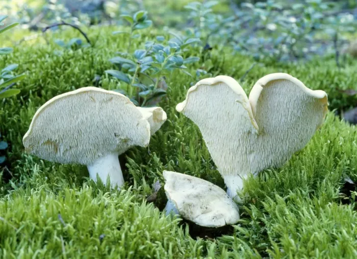 Framed Print : Hedgehog Fungi - edible Framed Print : Hedgehog Fungi - edible