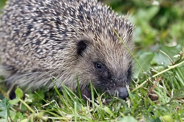 hedgehog - in a garden