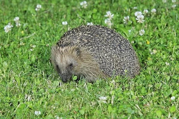 Hedgehog - on garden lawn feeding, Lower Saxony, Germany