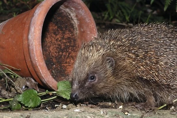 Hedgehog - in garden. UK