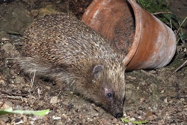 Hedgehog - in garden. UK