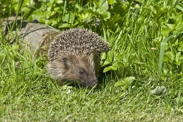 Hedgehog - in grass with log behind - Lincolnshire - UK