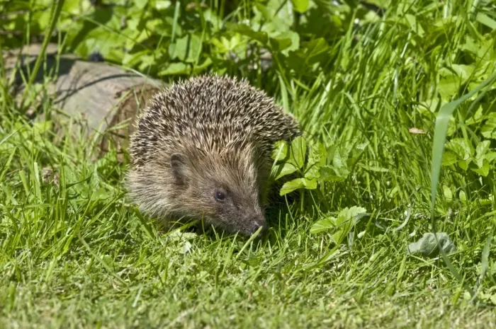 Framed Print : Hedgehog - in grass with log behind - Lincolnshire - UK Framed Print : Hedgehog - in grass with log behind - Lincolnshire - UK
