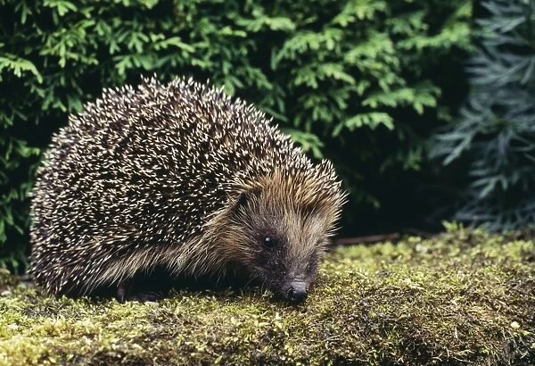 Hedgehog - On ground. Lincolnshire, UK