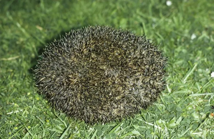 Framed Print : Hedgehog JLM 261 Erinaceus europoeus © J. L. Mason / ARDEA LONDON Framed Print : Hedgehog JLM 261 Erinaceus europoeus © J. L. Mason / ARDEA LONDON