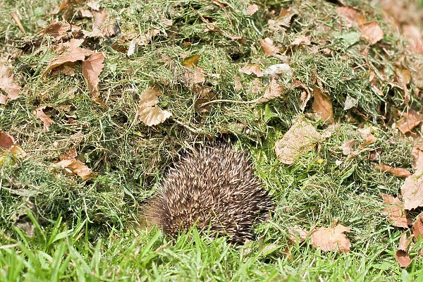 Hedgehog - juvenile burrowing into pile of garden leaves for hibernation