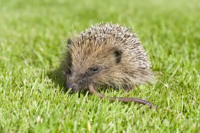 Framed Print : Hedgehog - juvenile eating earthworm on lawn - Norfolk England Framed Print : Hedgehog - juvenile eating earthworm on lawn - Norfolk England