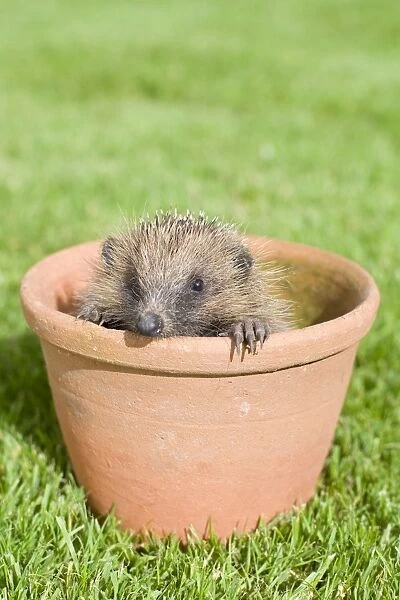Hedgehog - Juvenile in flower pot - Norfolk England