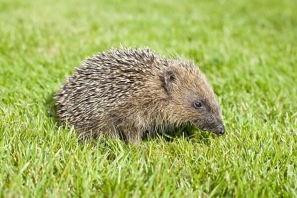 Hedgehog - juvenile on garden lawn in daylight - September - Norfolk England