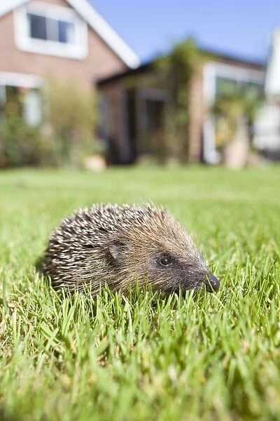 Hedgehog - juvenile on garden lawn in daylight with house behind - September - Norfolk England