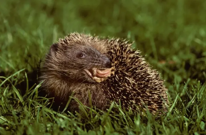 Framed Print : Hedgehog licking his back in garden Framed Print : Hedgehog licking his back in garden