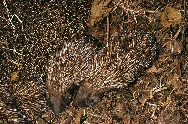 Hedgehog In nest with mother