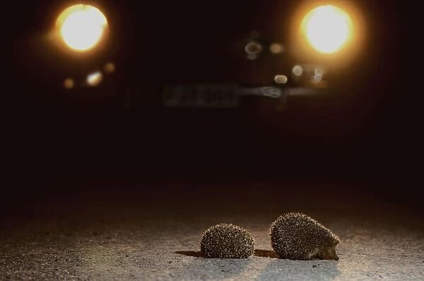 Hedgehog at night lit by car headlights on the road - Belgium