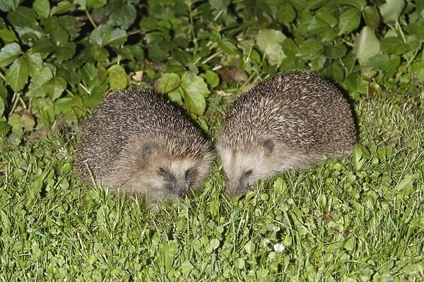 Hedgehog - pair feeding in garden at night, Lower Saxony, Germany