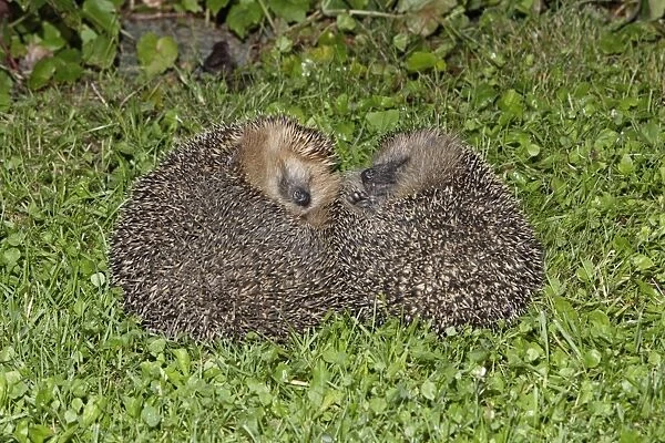 Hedgehog - pair rolled up on garden lawn, Lower Saxony, Germany