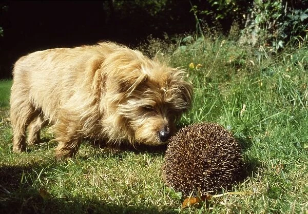 Hedgehog - being pestered by Terrier