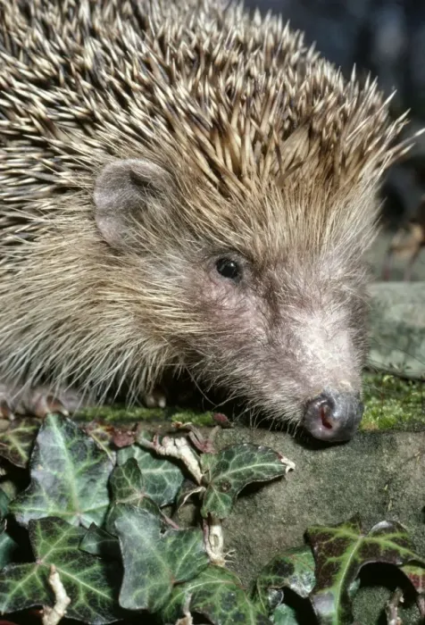 Framed Print : Hedgehog PM 4663 Eurinaceus europaeus © P. Morris / ARDEA LONDON Framed Print : Hedgehog PM 4663 Eurinaceus europaeus © P. Morris / ARDEA LONDON