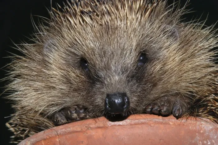 Framed Print : Hedgehog - in pot in garden. UK Framed Print : Hedgehog - in pot in garden. UK